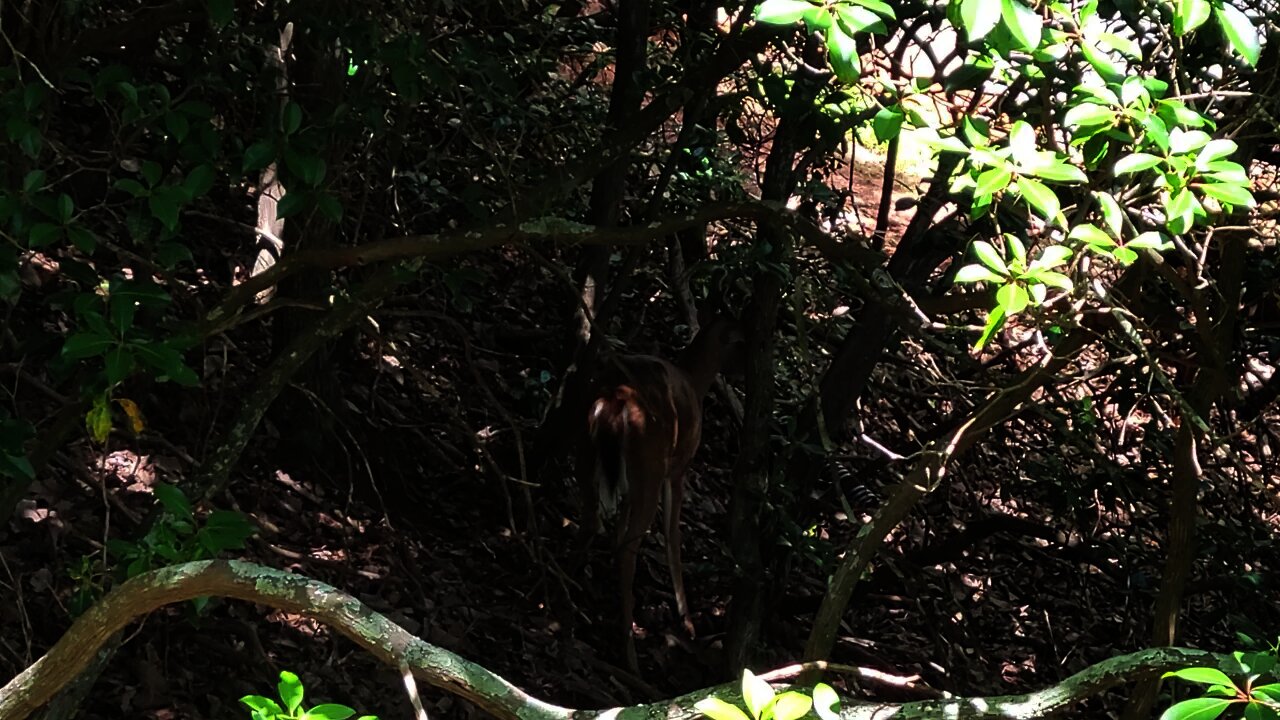 Big Canoe Backyard Buck - 06/16/21