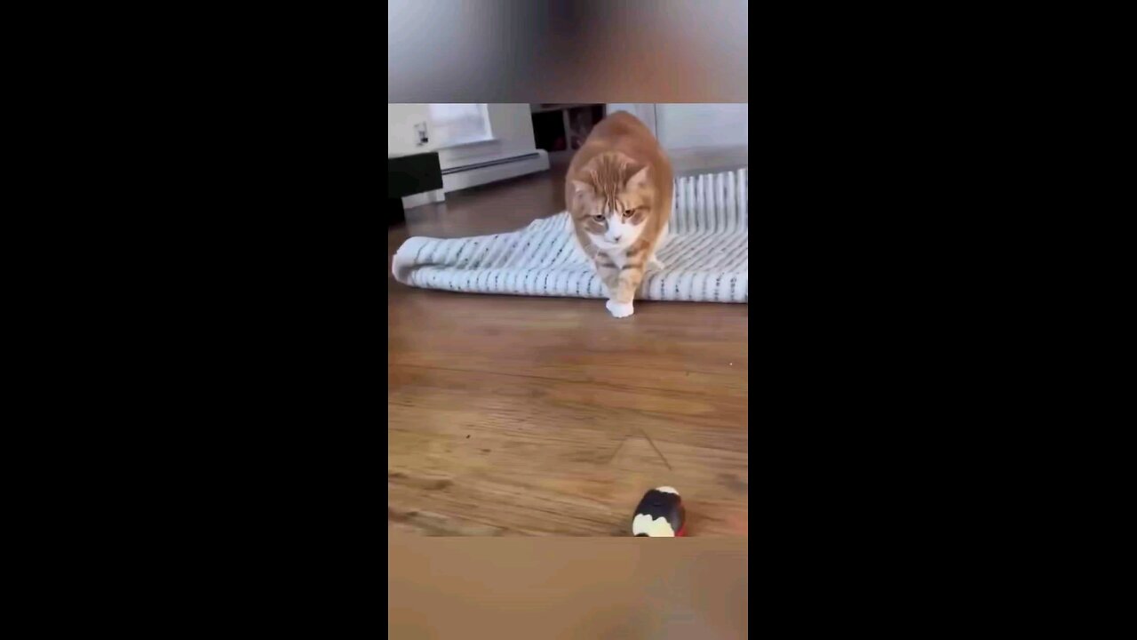 funny moment of cats