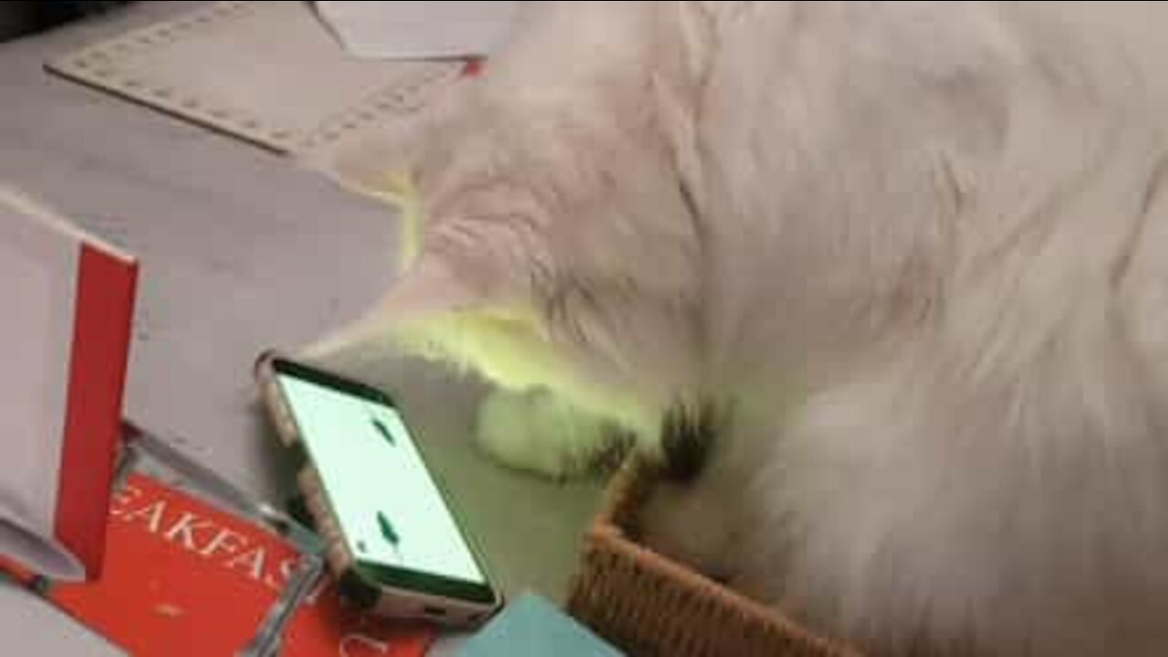 Ce chat chasse les souris... sur un smartphone!