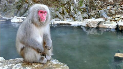 Collection Of Animals HDR 60FPS Animals 4k video :)