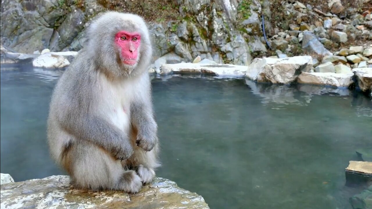 Collection Of Animals HDR 60FPS Animals 4k video :)