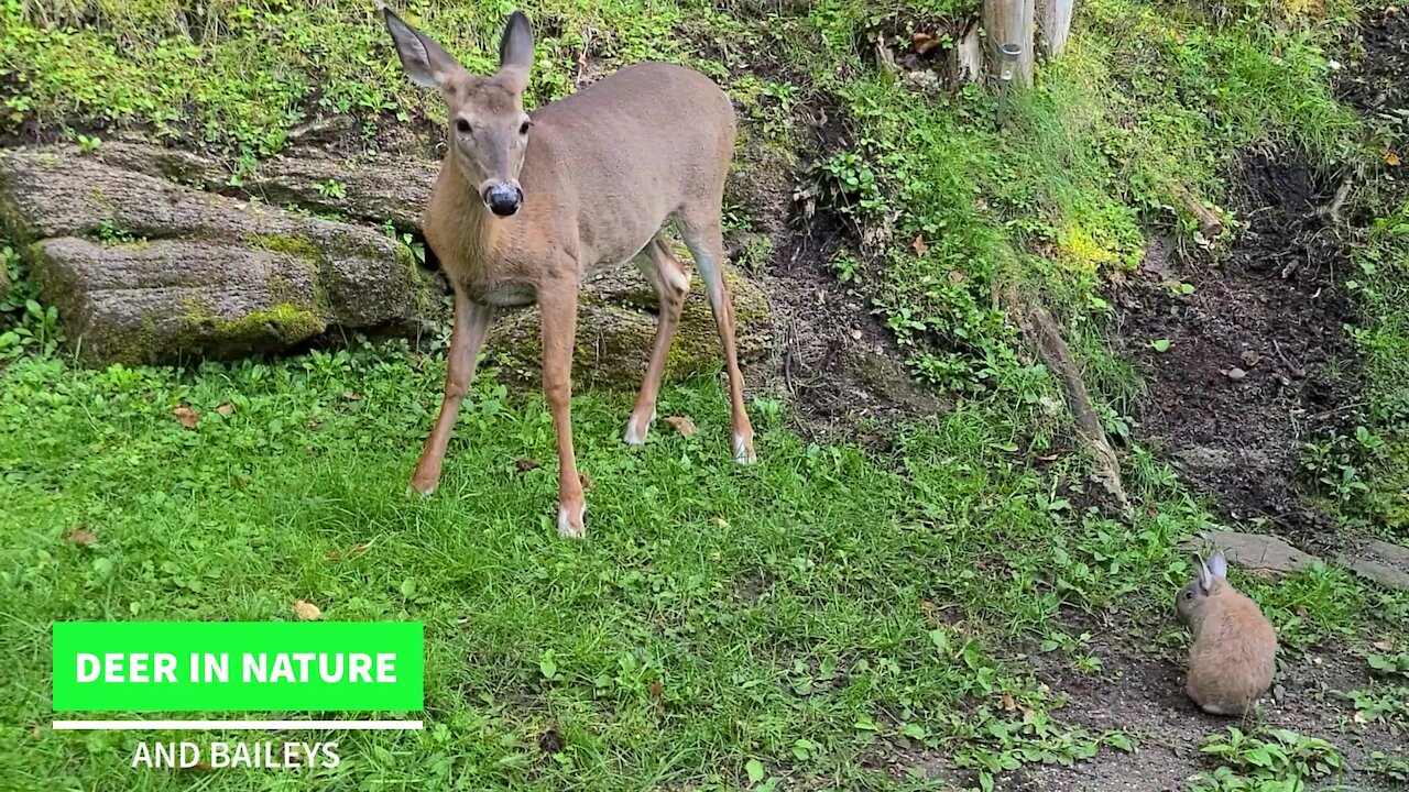 Can a rabbit and a cat and a wild deer get along?