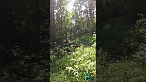 Sunshine streaming through.