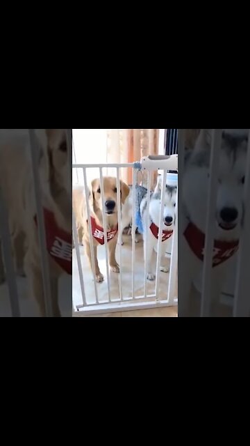 Nice and funny video with extreme fear of dogs #short#cute