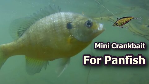 Bluegill fishing with mini Crankbait pt 4