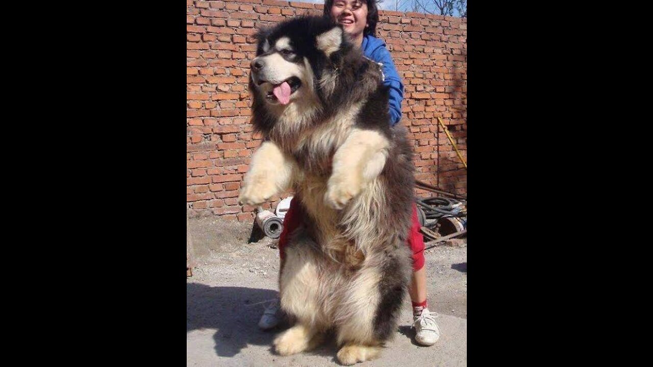 Giant Dog Has Bath For His First Show! It’s Much Harder Than We Thought!