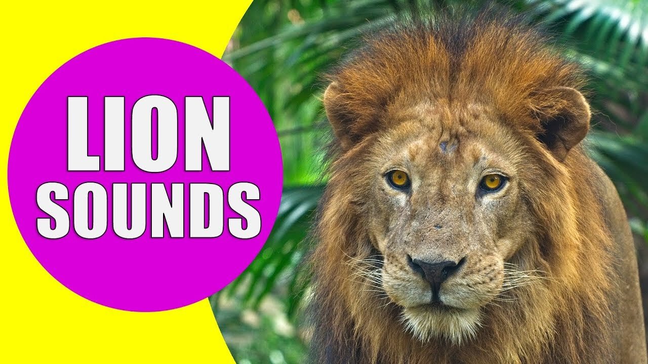 Lion Sound Effect