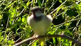 IECV NV #349 - 🐤 Male House Sparrow On A Branch In The Cherry Tree 5-25-2017