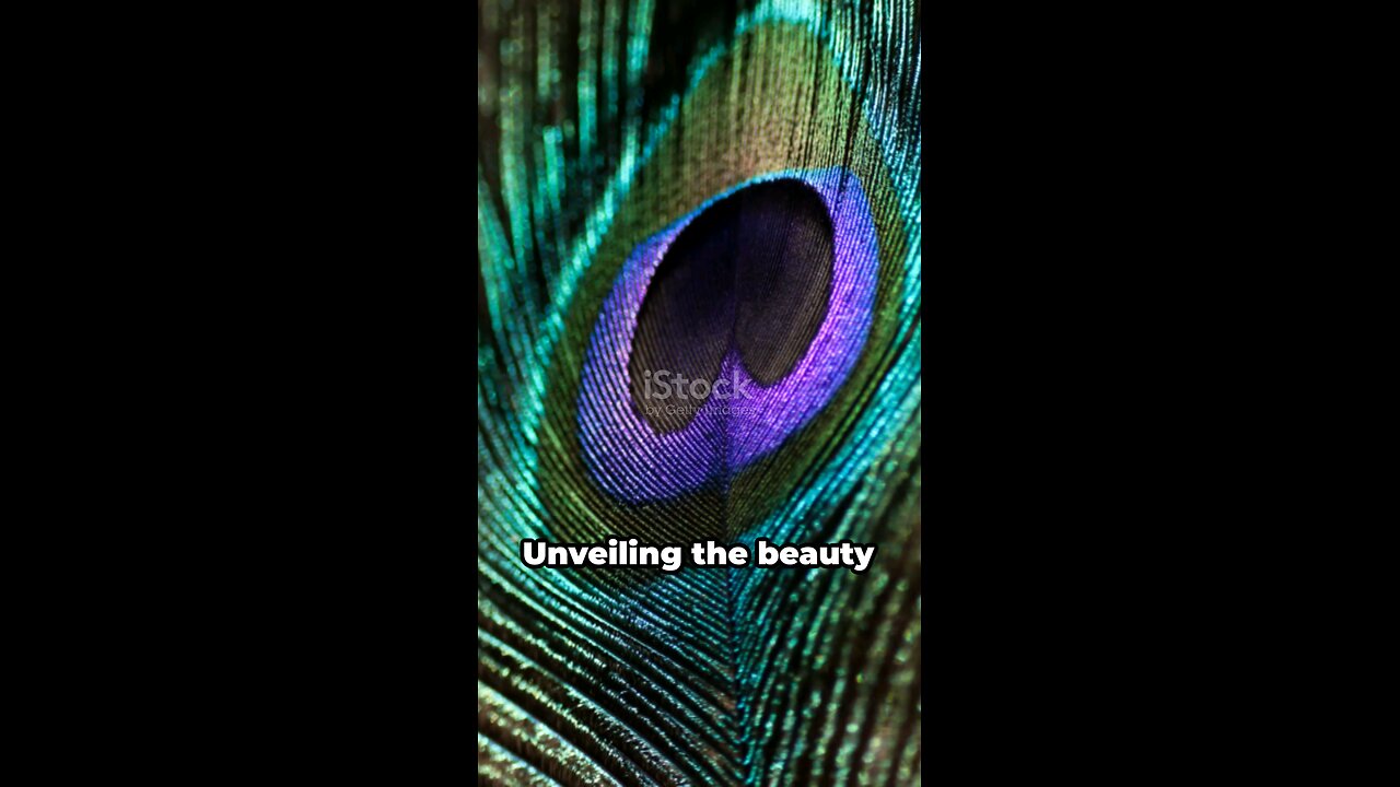 Peacock: The Majestic Bird