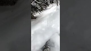 I love Trees #short #shorts #snowboard #snowboarding #pow #powder