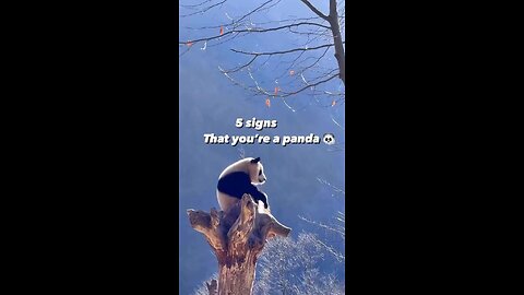 5 Signs You Are A Panda