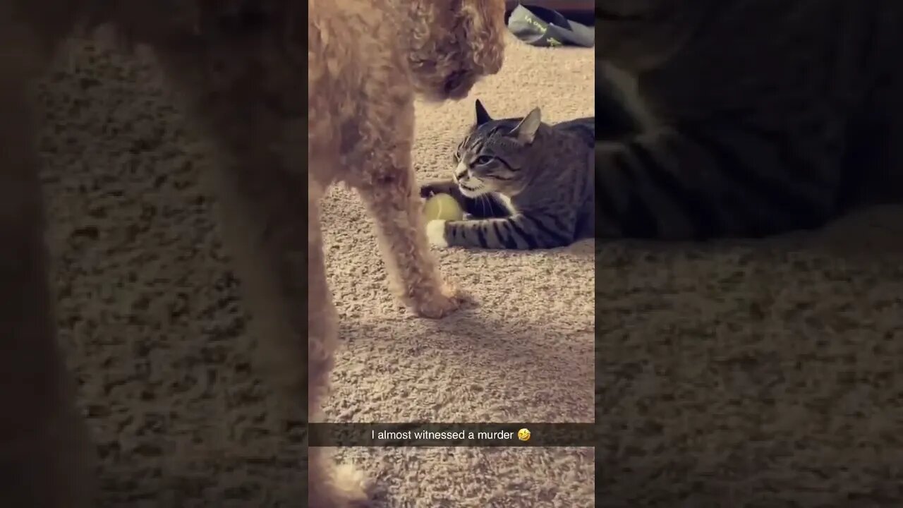 That moment when you don't know which are your chances to survive🐈‍⬛🐶😂😂😂 #shorts #shortsvideo