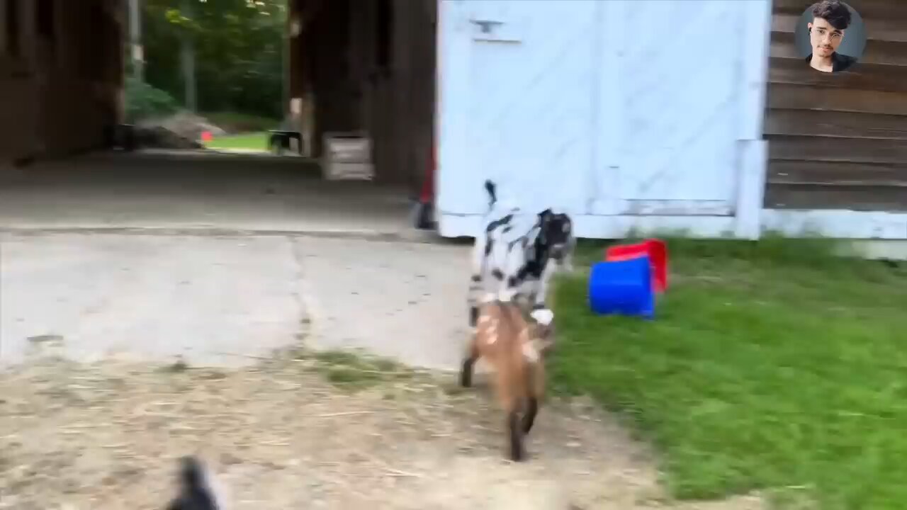 animal