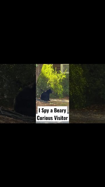 I Spy a Beary Curious Visitor #Shorts
