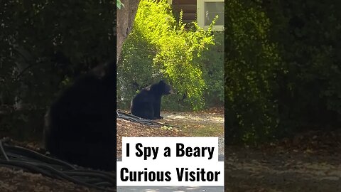 I Spy a Beary Curious Visitor #Shorts