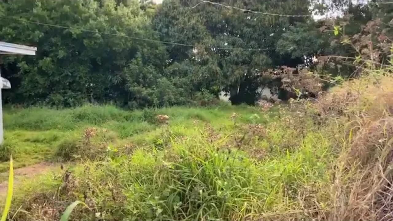 NOBODY would mow this NIGHTMARE of a yard for this KIND lady SO I DID FOR FREE!!! INSANE MAKEOVER ++