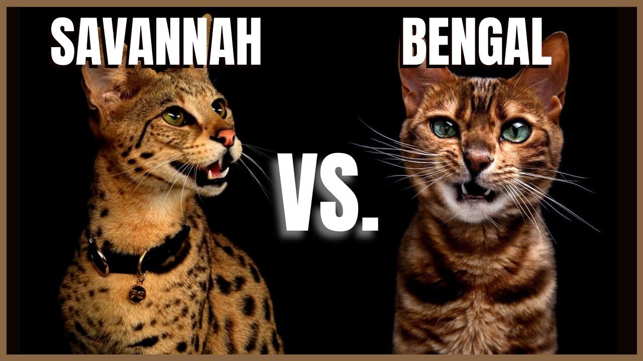 Savannah Cat VS. Bengal Cat