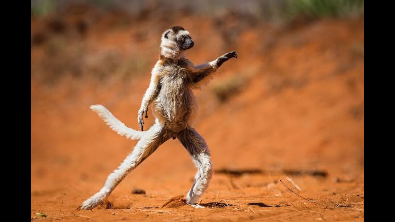 Funny video animals12
