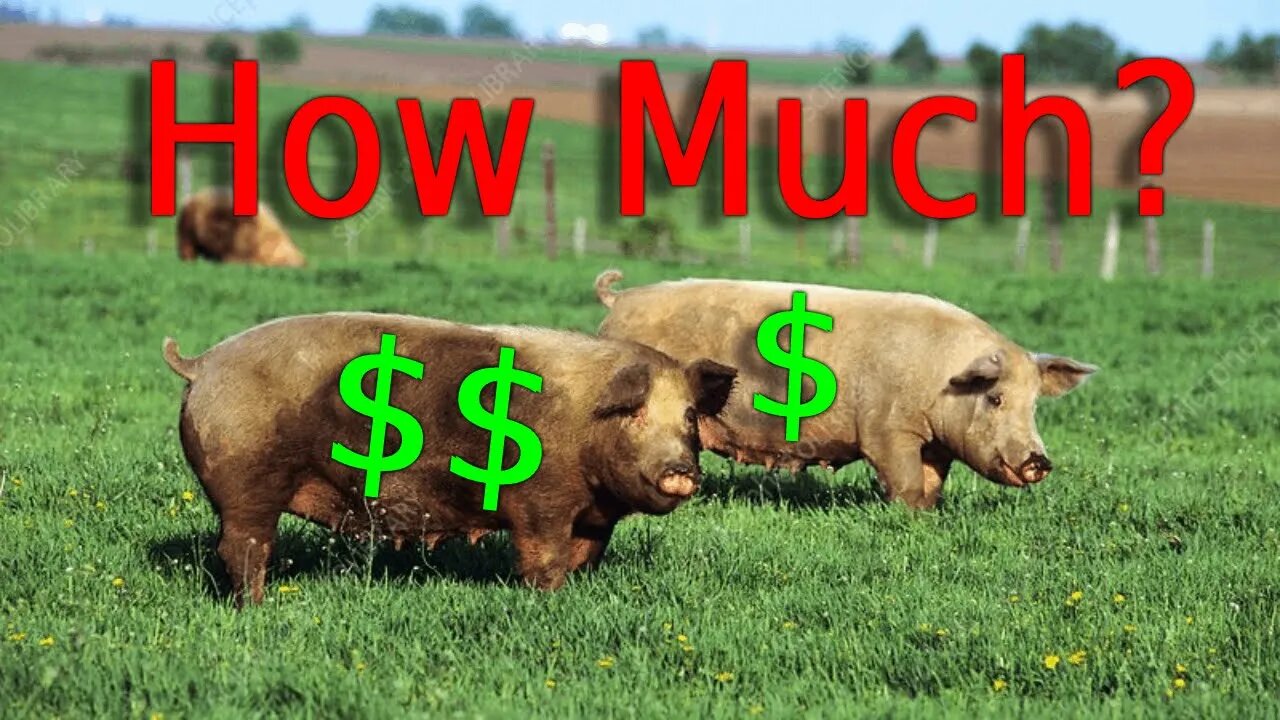 How to Raise Pigs for Profit (Real Costs, Profit, & More) (moomoo)