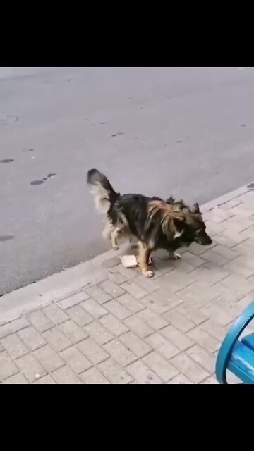 Dog pisses on fast food. Trust a dogs nose.
