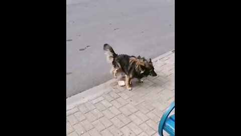Dog pisses on fast food. Trust a dogs nose.