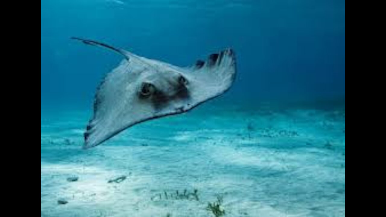 Great and terrible sea ray