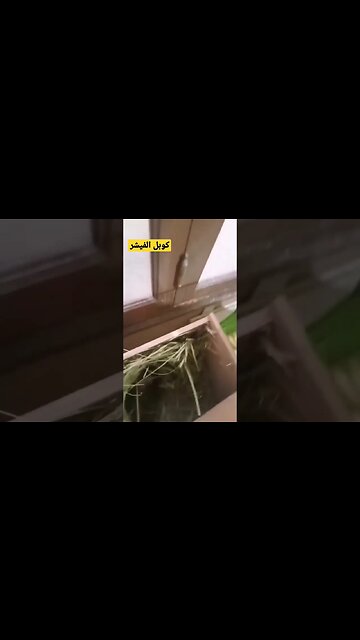 كوبل الفيشر كيوت روعة مرحبا