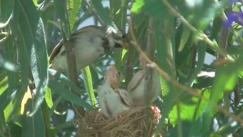 Casal de coleiro filhote mutação na natureza