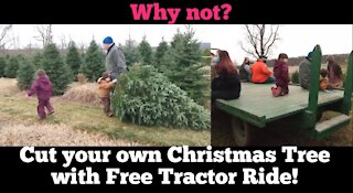 GETTING OUR REAL CHRISTMAS TREE 2020 // SUGAR GROVE TREE FARM