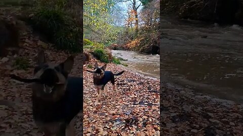 German Shepherd in the creek. #germanshepherd #dog #harleybearproductions