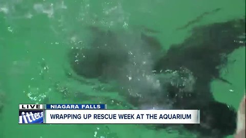 VIP treatment for Aquarium of Niagara's newest rescue Lumiere!