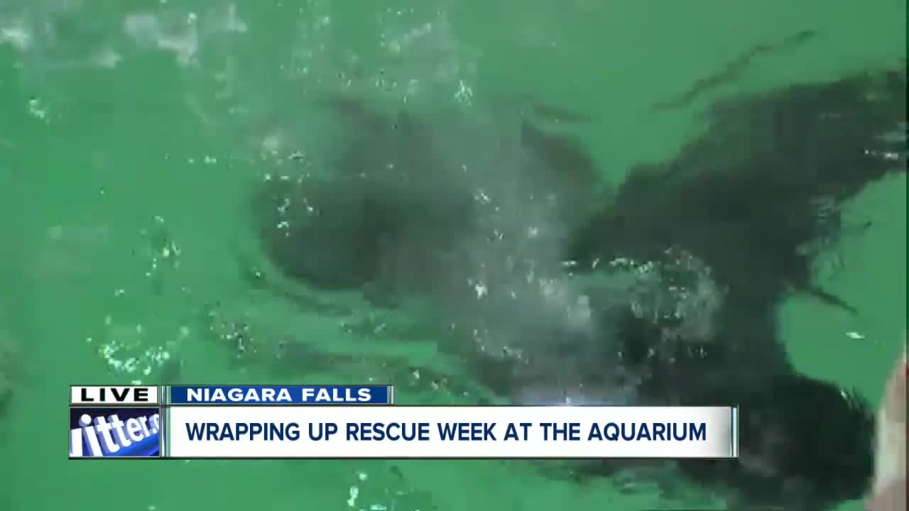VIP treatment for Aquarium of Niagara's newest rescue Lumiere!