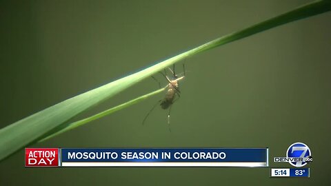 'They're voracious': Mosquito season hits with a vengeance in Green Valley Ranch