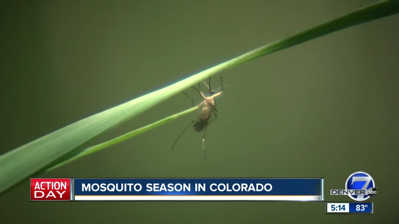 'They're voracious': Mosquito season hits with a vengeance in Green Valley Ranch