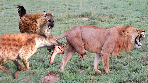 The Lion's Leg Was Bitten Off By Hyena During A Fierce Confrontation Over Food - Lion Vs Hyena