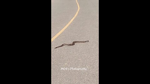 Rattlesnake Crossing