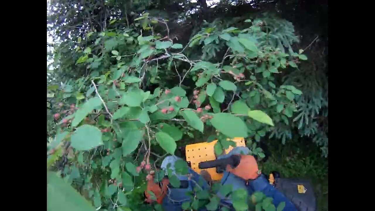 Mowing with conviction