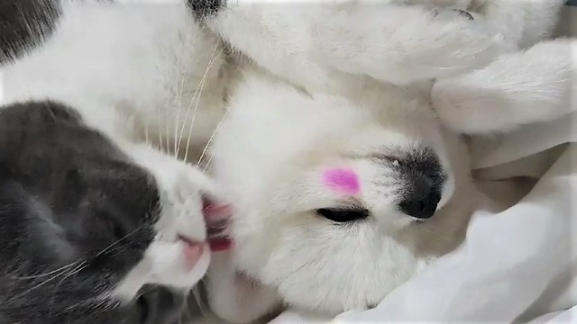 Pomeranian wearing makeup gets kissed by cat