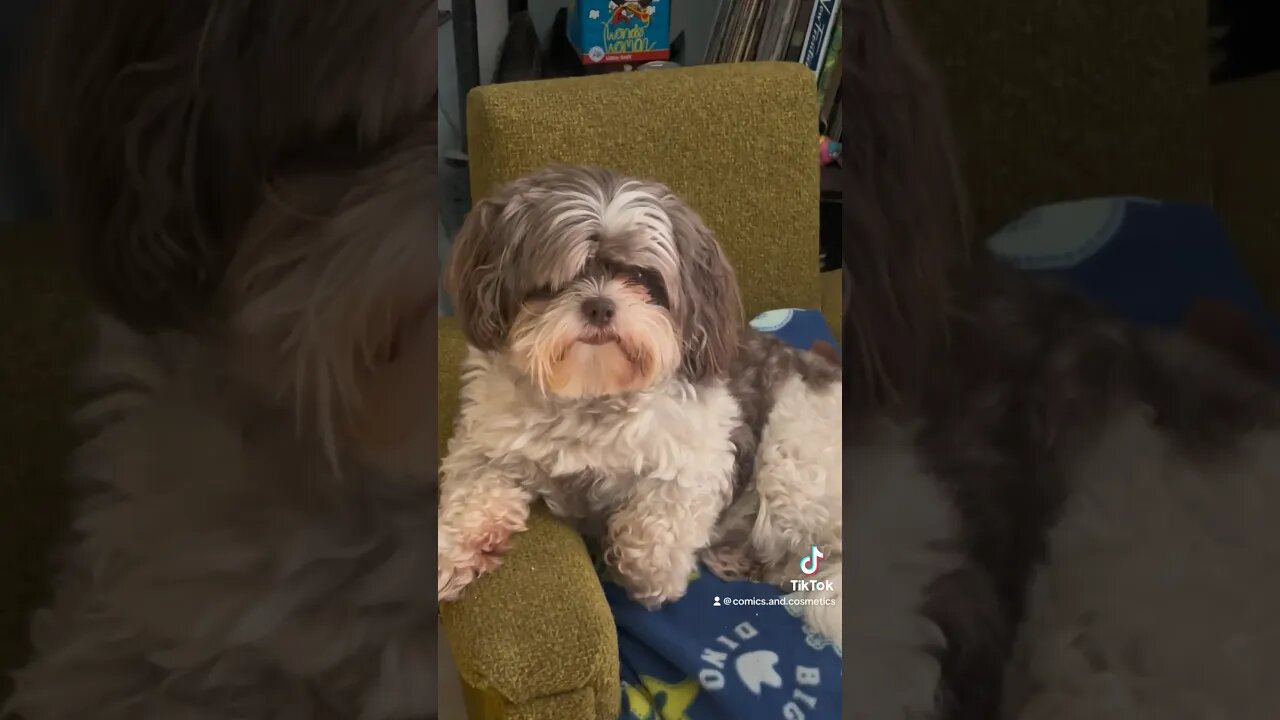 Tiny the #EwokBaby gets some cheese. #dog #puppy #cute