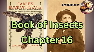 Life of the Anthrax Fly - Book of Insects Chapter 16 by Jean-Henri Fabre