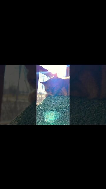 Cat Recharging in the Sun ☀️ #catvideos
