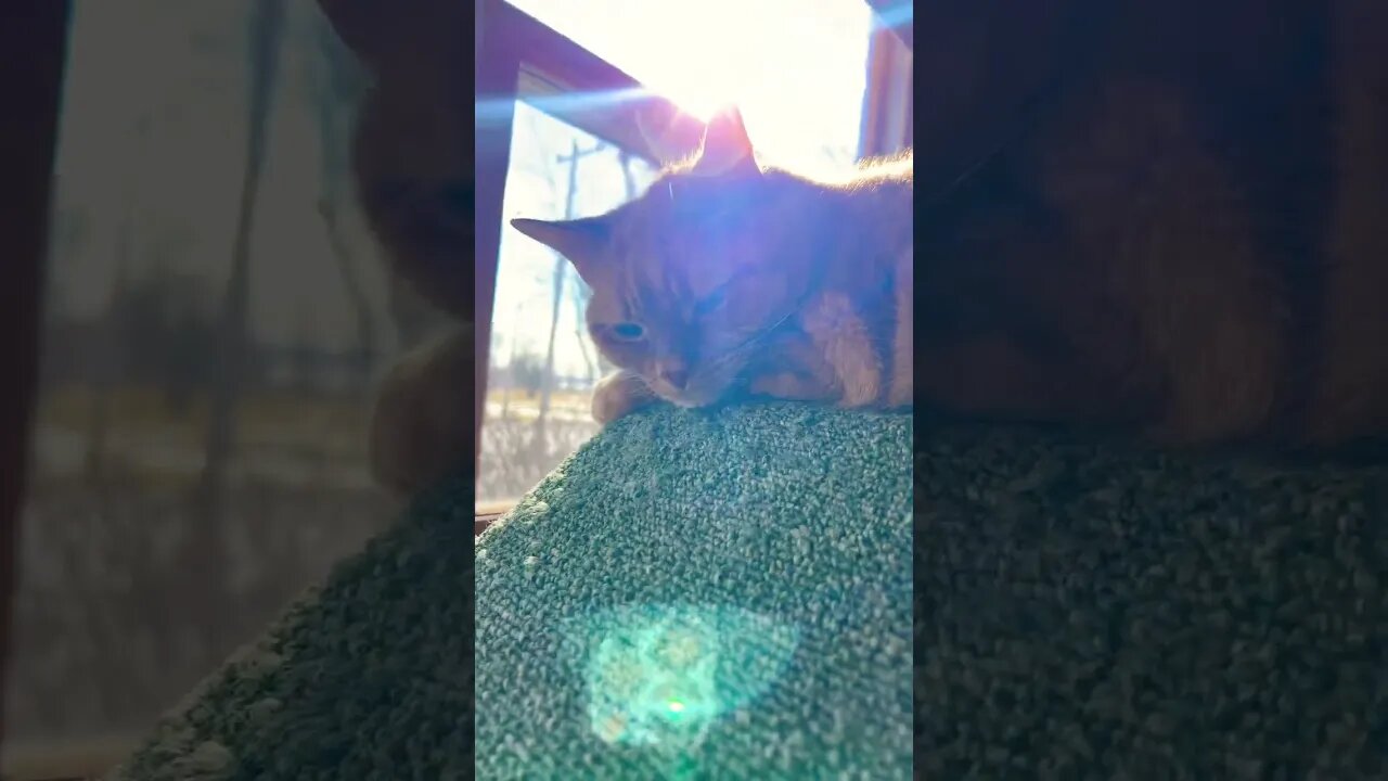 Cat Recharging in the Sun ☀️ #catvideos