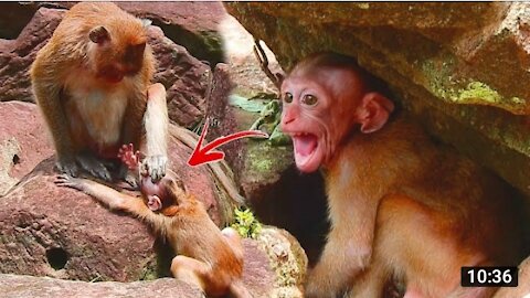 Bad monkey kicked Baby monkey candy