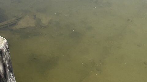 Humber River minnows feeding 2