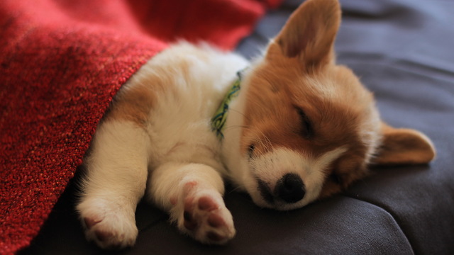 Cute corgi falls asleep no matter what