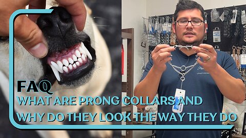 FAQ: What Are Prong Collars, Why Do They Look The Way They Do