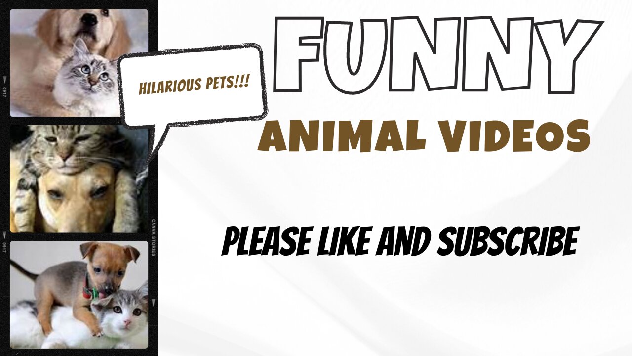 FUNNY ANIMALS VIDEO 2022