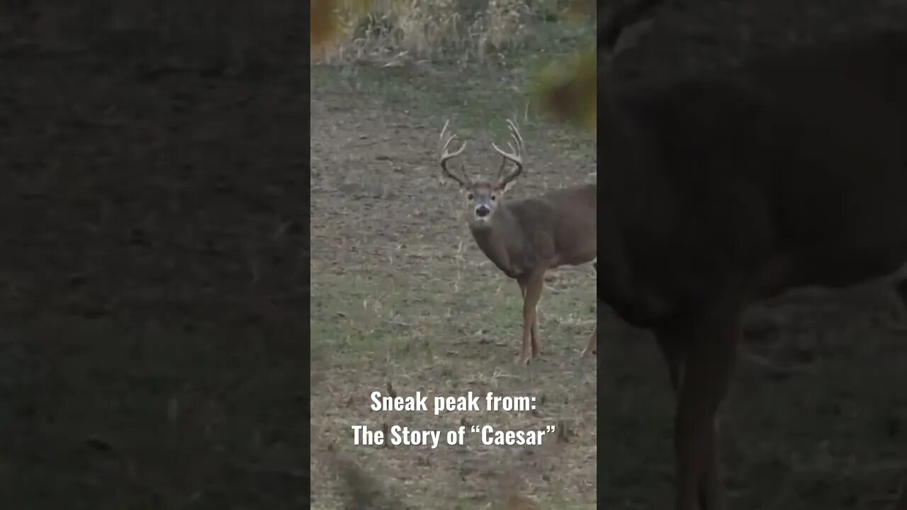 Encounter with my Biggest Buck Ever!! Watch “Caesar” NOW on our Channel!