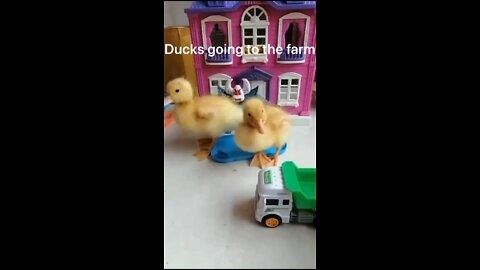 Ducks going to the farm