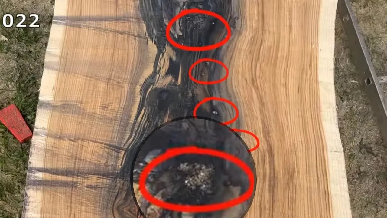 A shocking amount of surprises in an oak tree